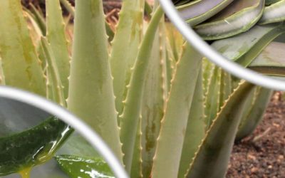 El “desangre” del Aloe Vera: un paso indispensable